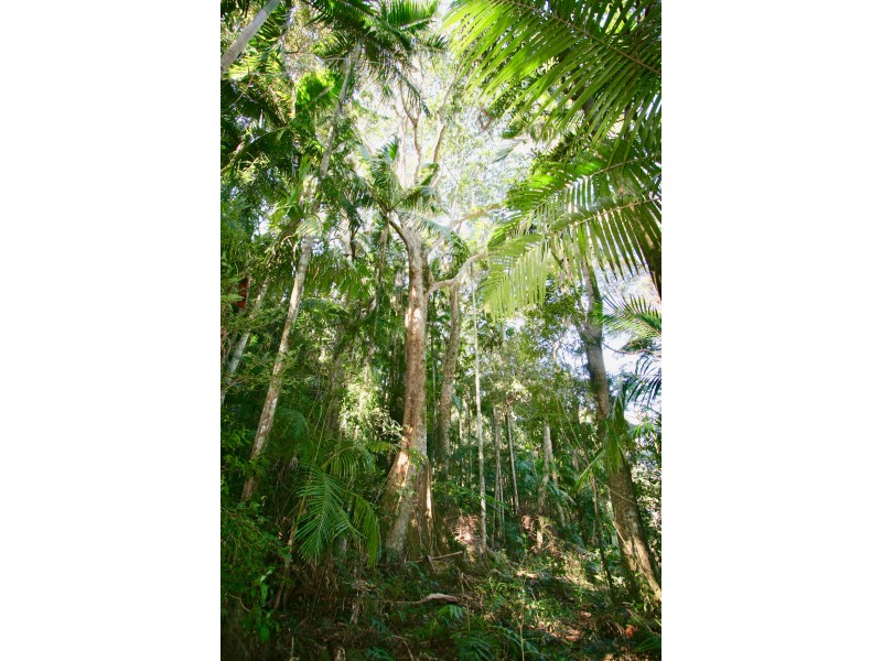 134 Blissetts Road, Carool NSW 2486