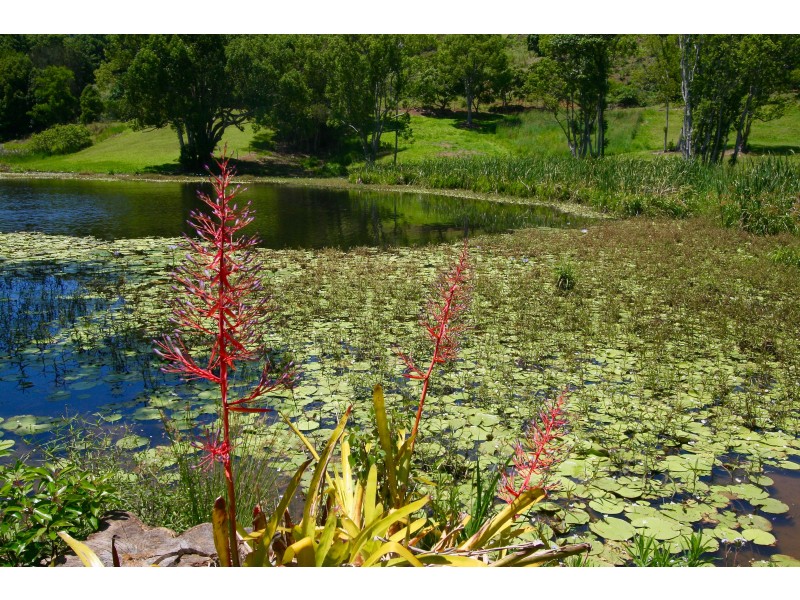 8 Biral Close, Bilambil NSW 2486