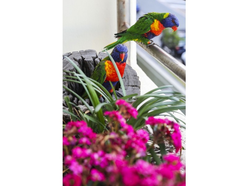 LOT 7/794 Pacific Parade, Currumbin QLD 4223