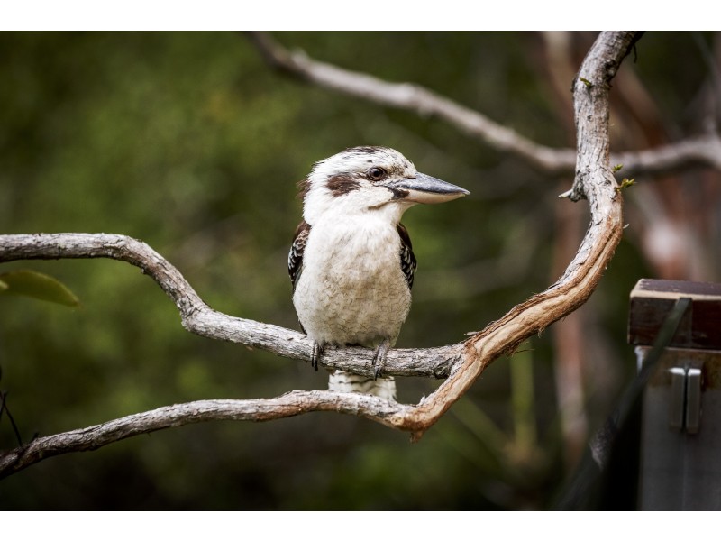 23A Katta Avenue, Currumbin QLD 4223