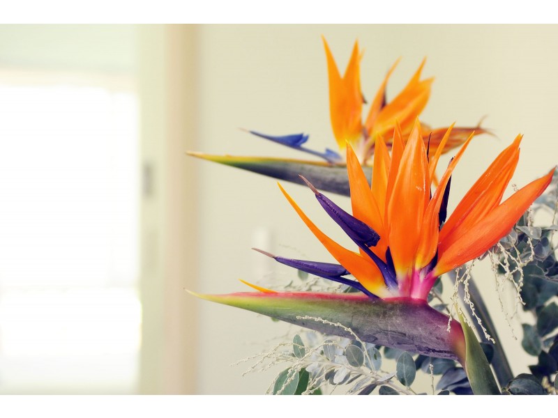 16 Muskheart Circuit, Pottsville NSW 2489