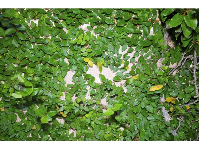 19 Alpha Avenue, Currumbin QLD 4223