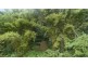 658 Tomewin Mountain Road, Currumbin Valley QLD 4223