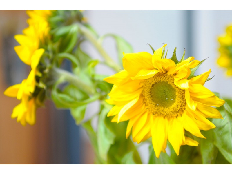 227 Simpsons Road, Elanora QLD 4221