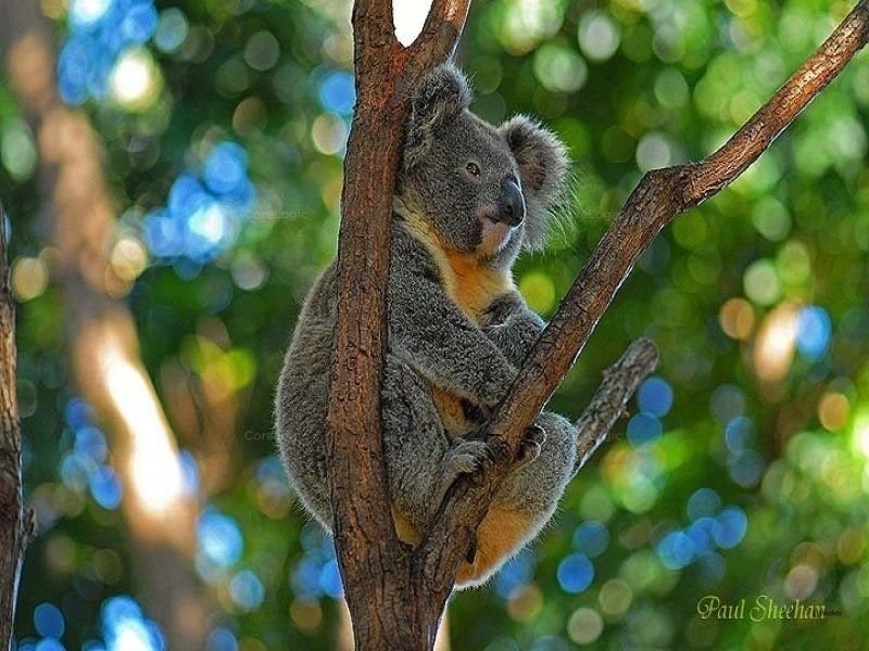 15-17 Marika Way, Currumbin Waters QLD 4223