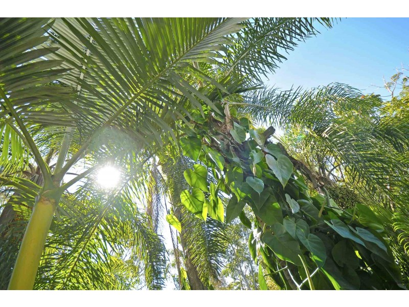 25 Domain Road, Currumbin QLD 4223