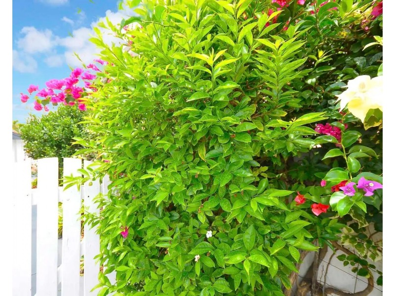 2/26 Third Avenue, Palm Beach QLD 4221