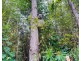 24a Bradman Drive, Currumbin Valley QLD 4223