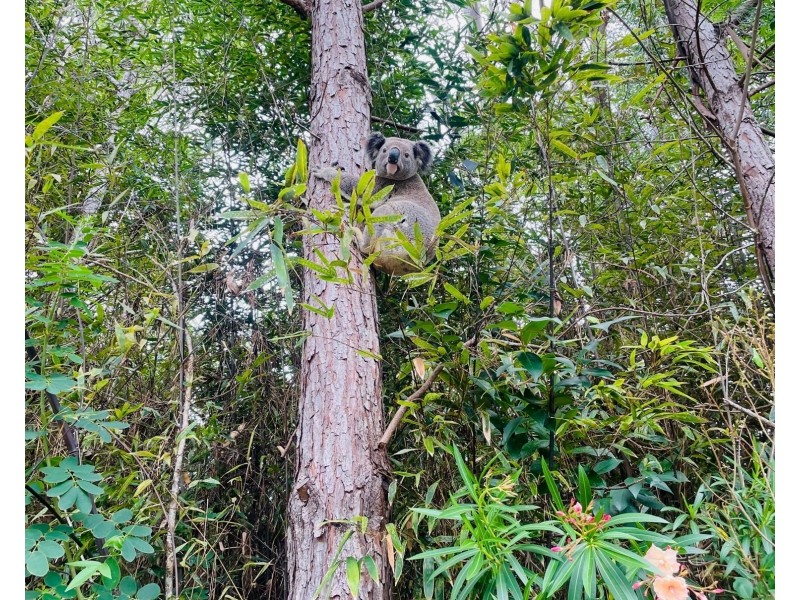 24a Bradman Drive, Currumbin Valley QLD 4223