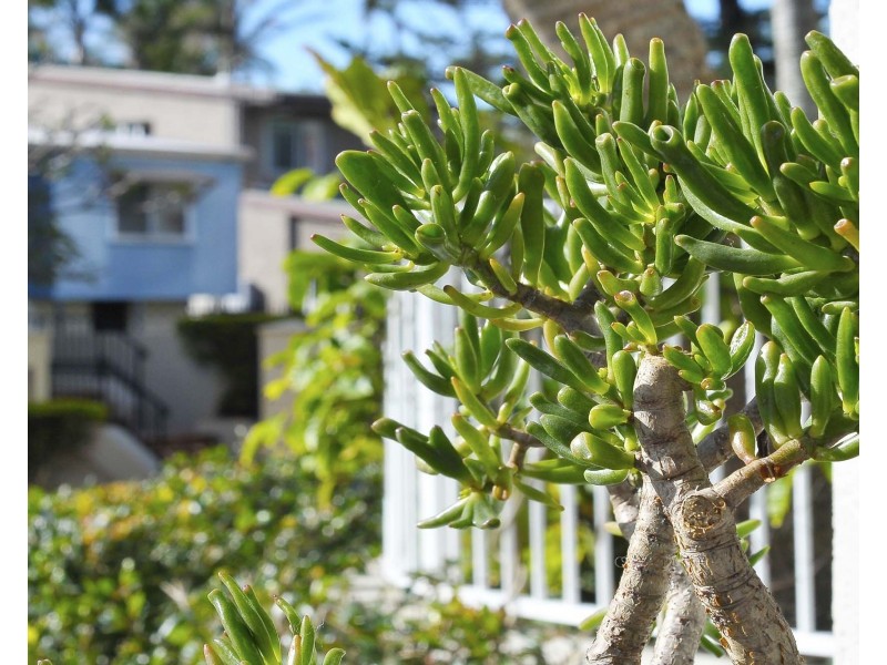 4/14 Jefferson Lane, Palm Beach QLD 4221