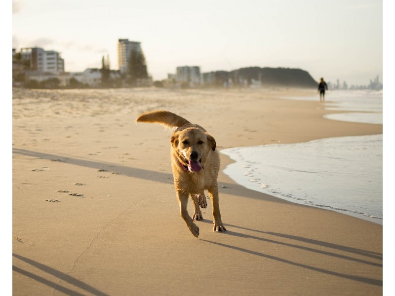 24 Rosewater Crescent, Tugun QLD 4224