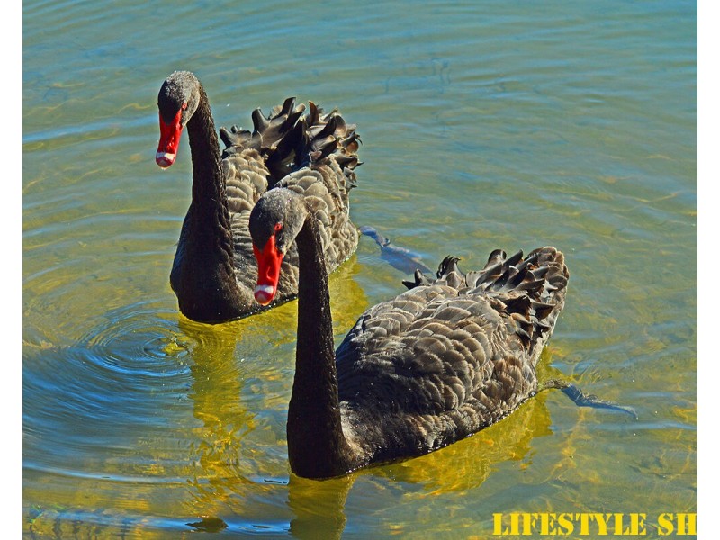 72 Glen Ayr Drive, Banora Point NSW 2486