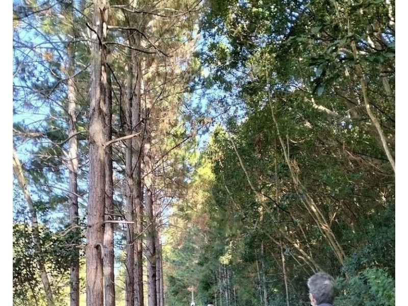 175 Kielys Road, Mooball NSW 2483