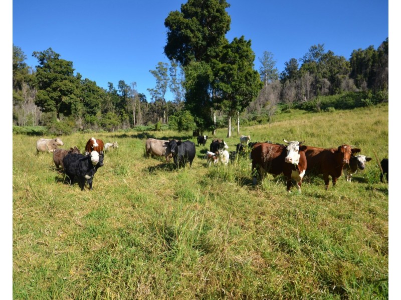 1853 Bellangry Road, Bellangry NSW 2446