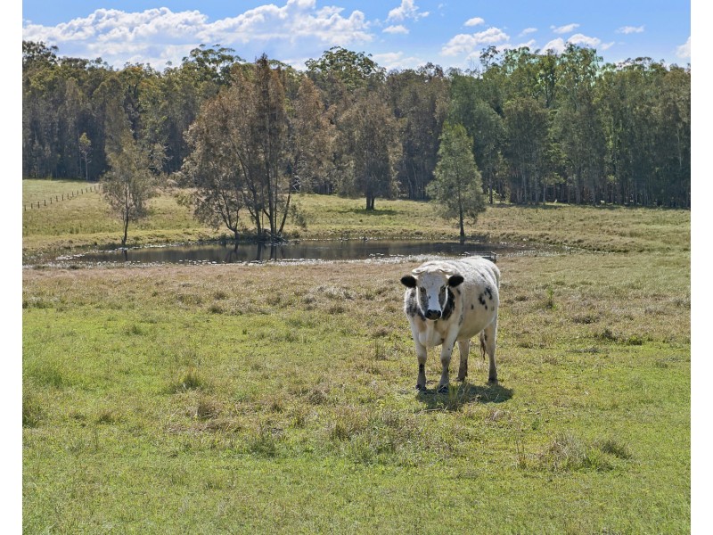 1131 Minimbah Road, Minimbah NSW 2312