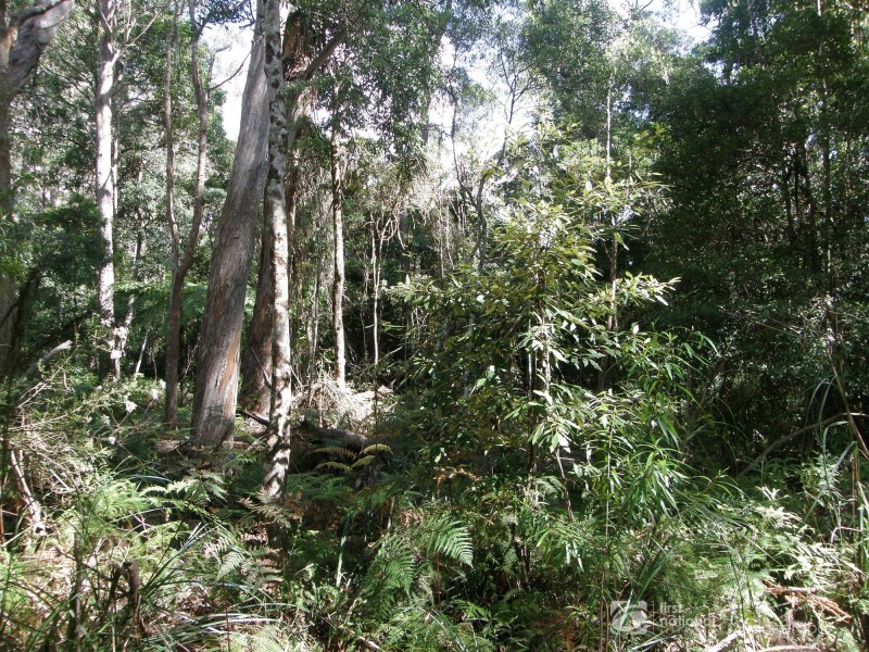 19 & 21 Banksia Road, Springbrook QLD 4213