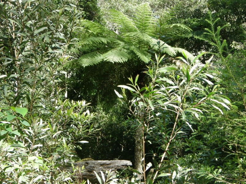 19 & 21 Banksia Road, Springbrook QLD 4213