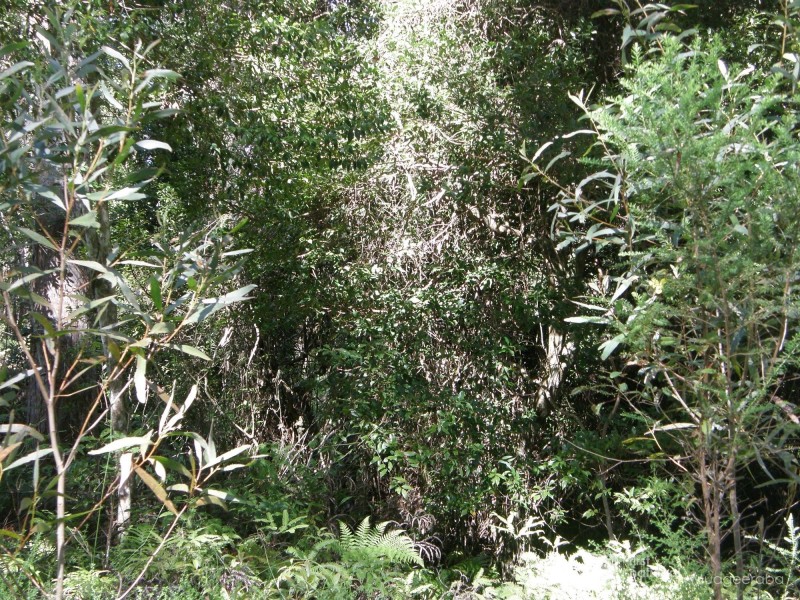 19 & 21 Banksia Road, Springbrook QLD 4213