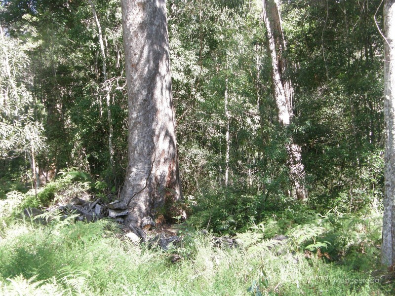 19 & 21 Banksia Road, Springbrook QLD 4213