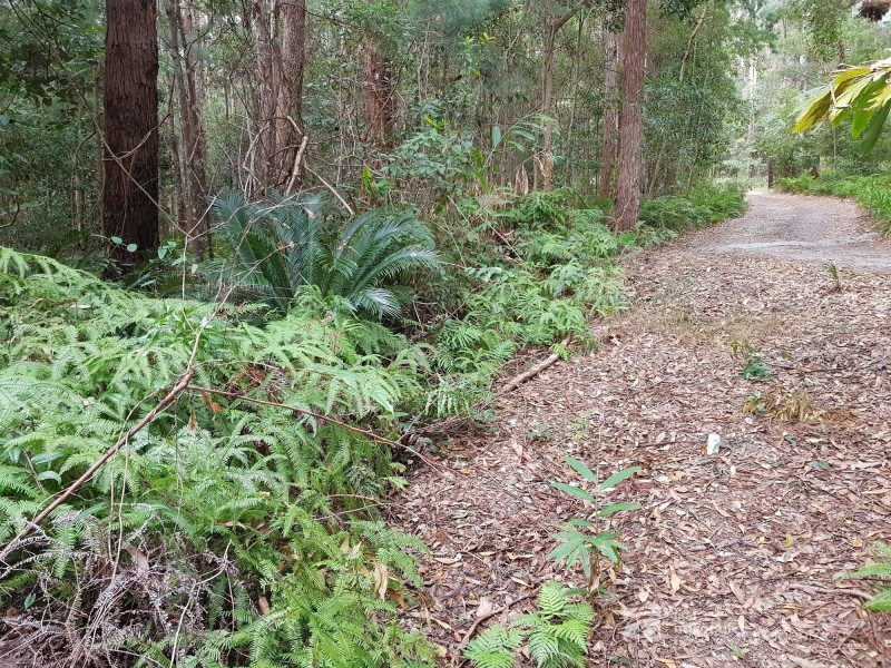 1937 Springbrook Road, Springbrook QLD 4213