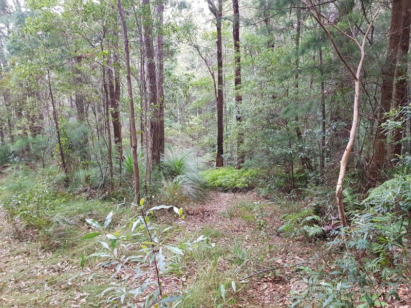1937 Springbrook Road, Springbrook QLD 4213