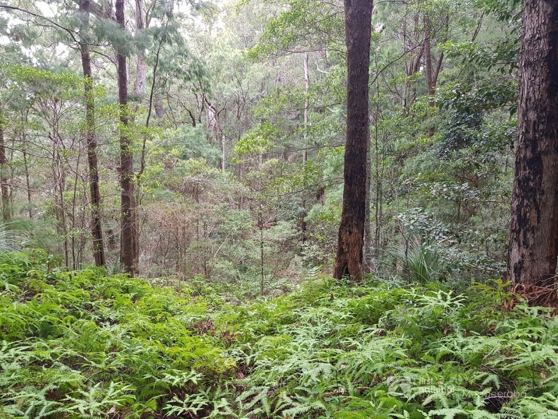 1937 Springbrook Road, Springbrook QLD 4213