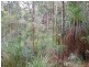 1937 Springbrook Road, Springbrook QLD 4213