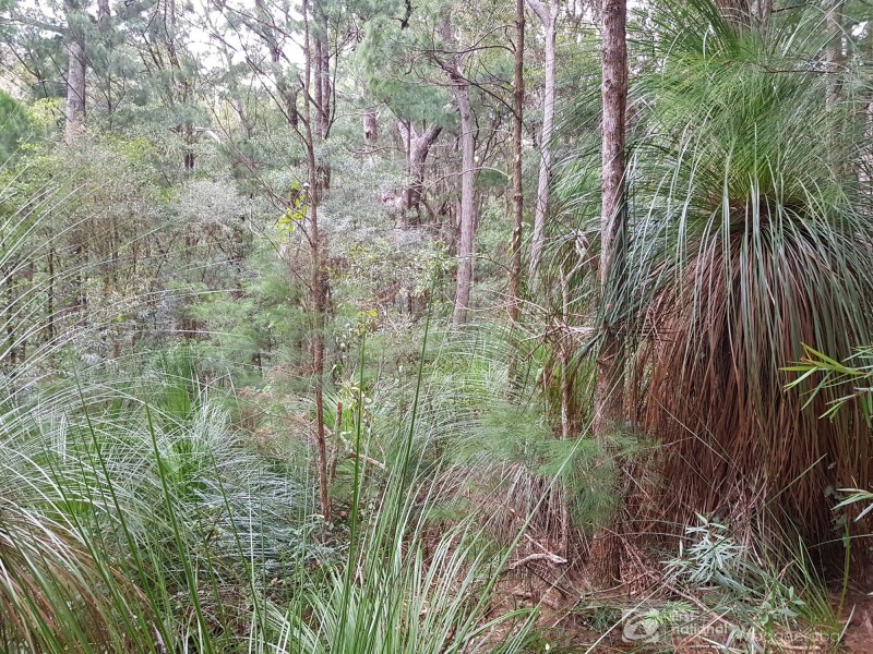 1937 Springbrook Road, Springbrook QLD 4213