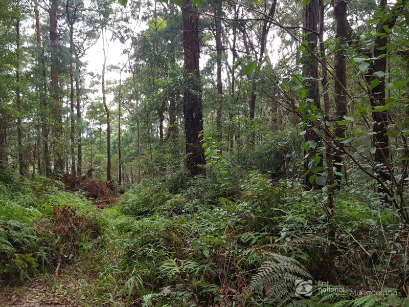 1937 Springbrook Road, Springbrook QLD 4213