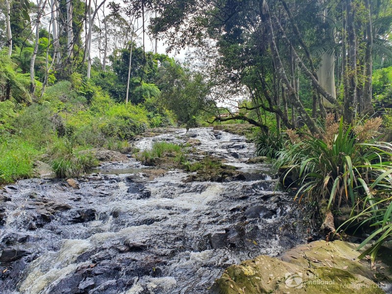 23 Lloyds Road, Springbrook QLD 4213