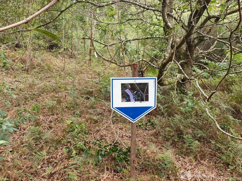 38 Banksia Road, Springbrook QLD 4213