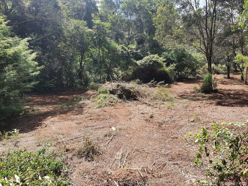 38 Banksia Road, Springbrook QLD 4213