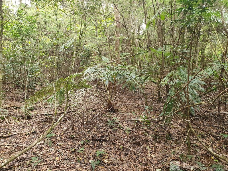 38 Banksia Road, Springbrook QLD 4213