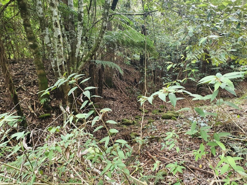 38 Banksia Road, Springbrook QLD 4213