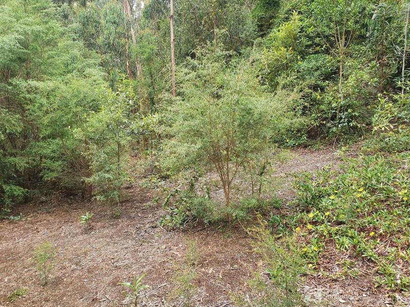 38 Banksia Road, Springbrook QLD 4213