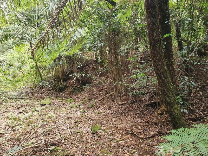 38 Banksia Road, Springbrook QLD 4213