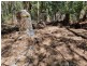 1922 Springbrook Road, Springbrook QLD 4213