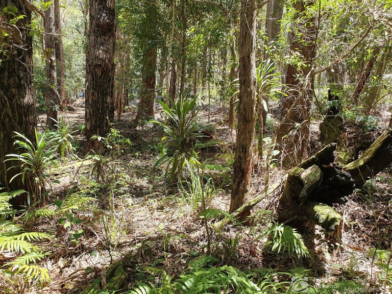1922 Springbrook Road, Springbrook QLD 4213