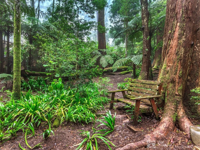 4 Wattle Grove, Springbrook QLD 4213