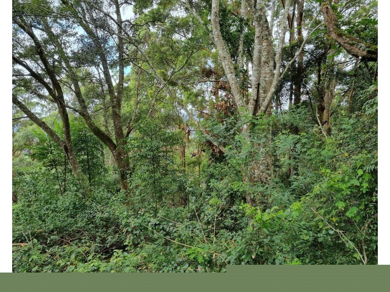 85 Lyrebird Ridge Road, Springbrook QLD 4213