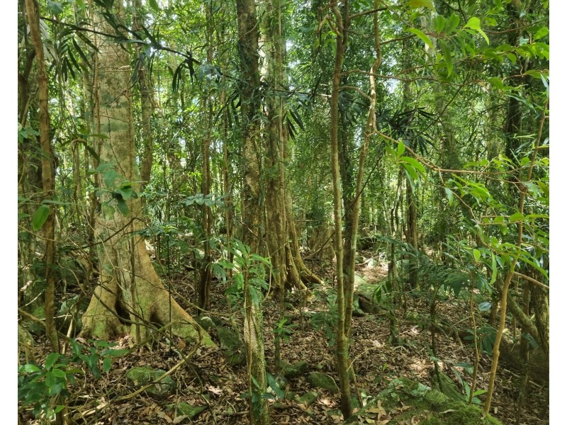 299 Repeater Station Road, Springbrook QLD 4213