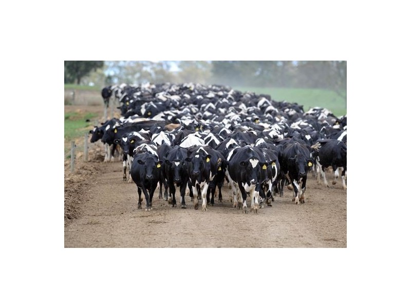 Walcha Dairy Thunderbolts Way, Walcha NSW 2354