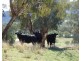 “BRAEFARM” 1882 New England Highway, Moonbi NSW 2353