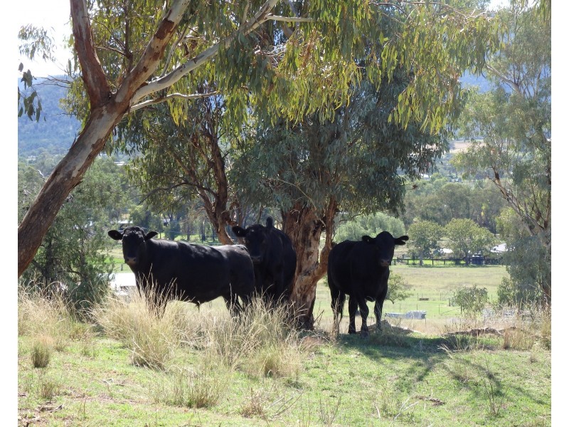 “BRAEFARM” 1882 New England Highway, Moonbi NSW 2353