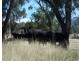 “BRAEFARM” 1882 New England Highway, Moonbi NSW 2353