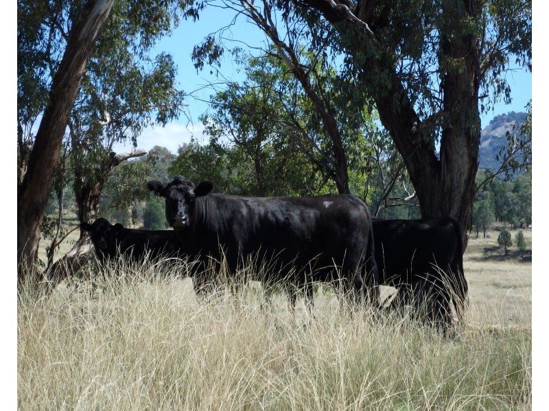 “BRAEFARM” 1882 New England Highway, Moonbi NSW 2353