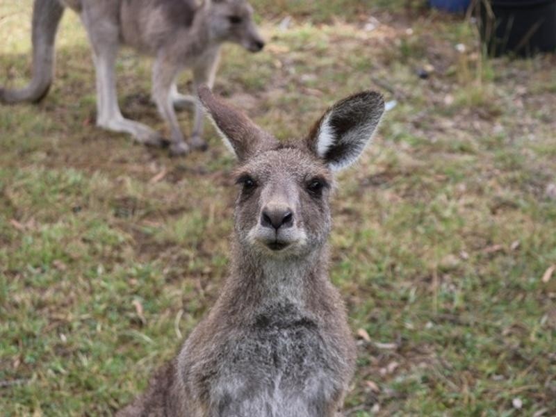 33 Middle farm Road, Armidale NSW 2350