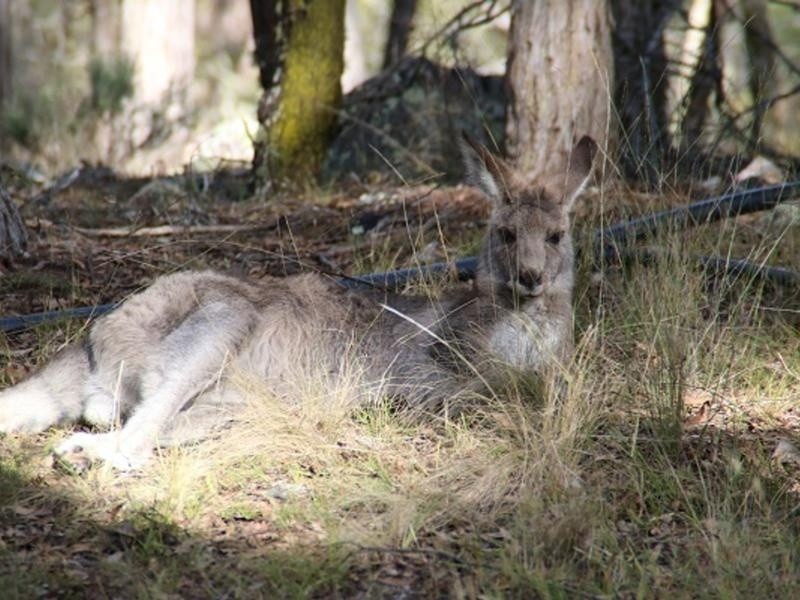 33 Middle farm Road, Armidale NSW 2350