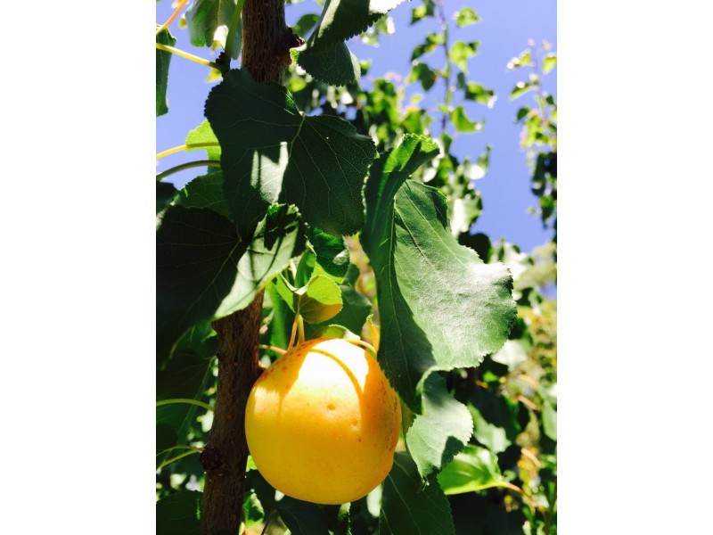 47 Norris Drive, Armidale NSW 2350