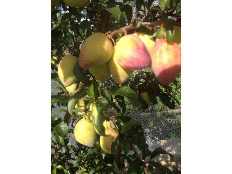 47 Norris Drive, Armidale NSW 2350